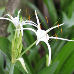Crinum Lycoris Spider Lilies Bulbs Radiata Hurricane Lily Cluster Amayllis Growing Bonsai Roots Rhizomes Corms Tubers Potted Planting Reblooming Fragrant Garden Species Blooms Flower Seeds Plant Gardening