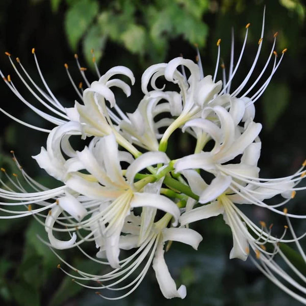 Crinum Lycoris Spider Lilies Bulbs Radiata Hurricane Lily Cluster Amayllis Growing Bonsai Roots Rhizomes Corms Tubers Potted Planting Reblooming Fragrant Garden Species Blooms Flower Seeds Plant Gardening