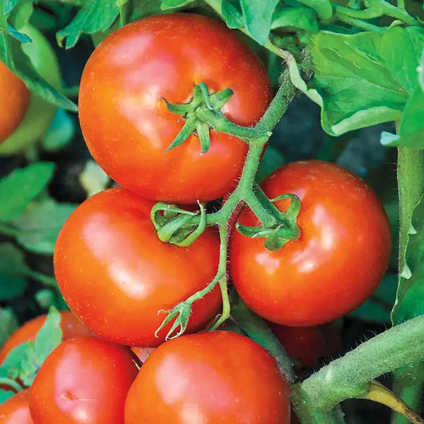 Defiant Hybrid Tomato Seed (Pkt of Approx. 10 Seeds)