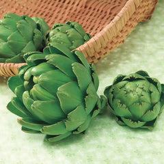 Imperial Star Artichoke Seed