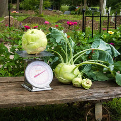 Kossak Hybrid Kohlrabi Seed