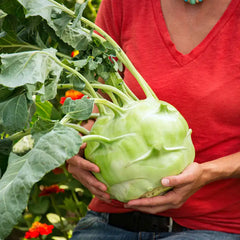 Kossak Hybrid Kohlrabi Seed