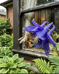 100 Deep Blue Columbine Aquilegia Seeds for Planting - Heirloom Seed Blend for Home Garden