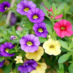 Calibrachoa Calibrachoa Hybrida Yellow Petunia Flower Seeds for Planting