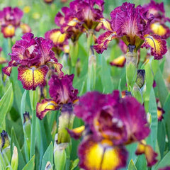 Red Hot Chili Reblooming Bearded Iris