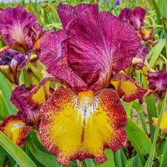 Red Hot Chili Reblooming Bearded Iris