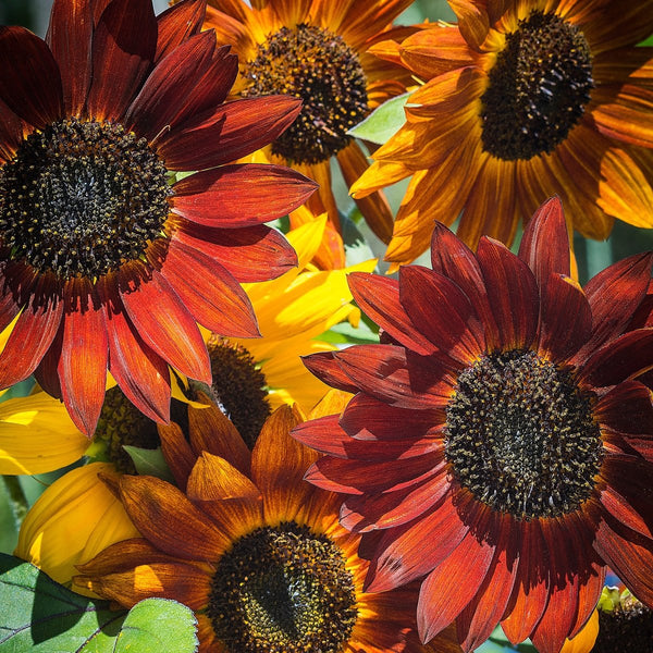 Sunflower, Evening Sun Mixed Colors Seeds, 2.2g