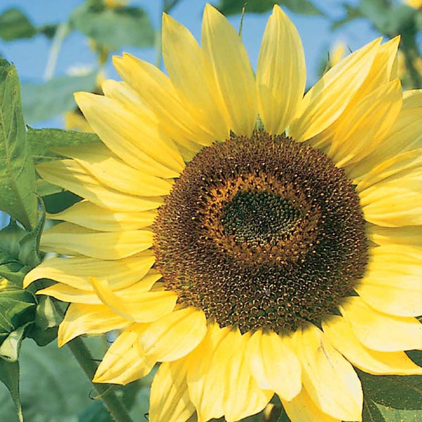 Sunflower, Lemon Queen Seeds, 2.2g