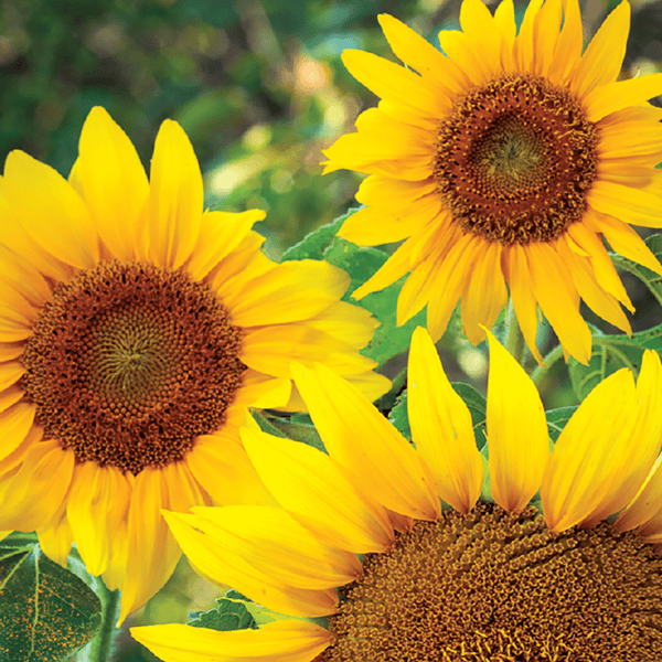 Sunflower, Dwarf Sunspot Seeds, 1.8g
