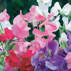Sweet Pea, Early Gigantea Seeds, 3.3g