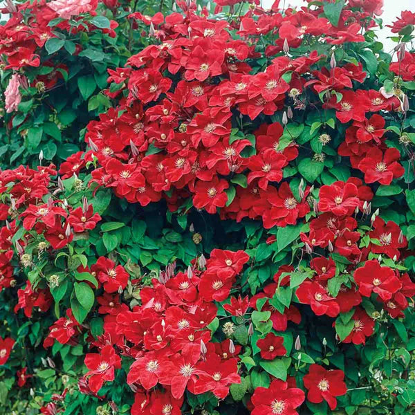 Clematis 'Rouge Cardinal'