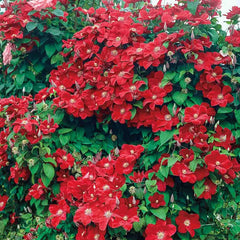 Clematis 'Rouge Cardinal'