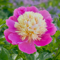 Bowl of Beauty Peony
