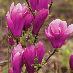 Jane Magnolia Tree