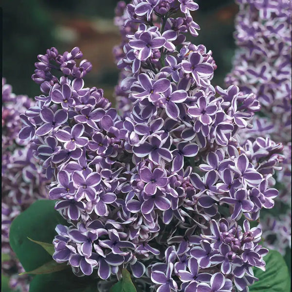 Sensation Lilac Plant