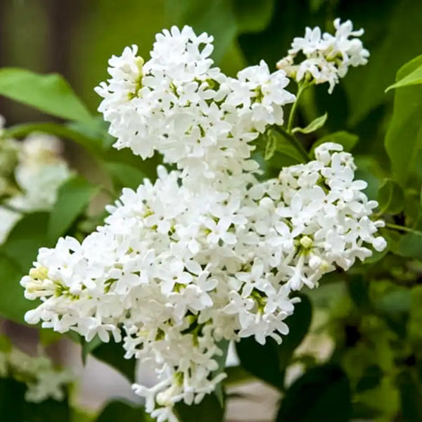 Snowy Beach Party™ Lilac Plant