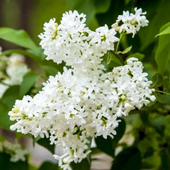 Snowy Beach Party™ Lilac Plant