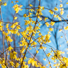 Lynwood Gold Forsythia Bundle