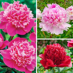 Seriously Fragrant Peony Collection