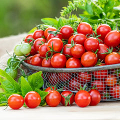 Sweet Million Hybrid Tomato