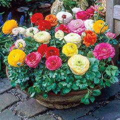 Mixed Ranunculus Corms Bulbs Persian Buttercup Growing Bonsai Roots Rhizomes Tubers Potted Planting Reblooming Fragrant Garden Species Blooms Flower Seeds Plant Gardening - Seedsplant