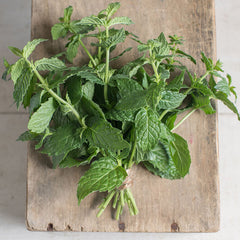 Common Mint Herb Seed