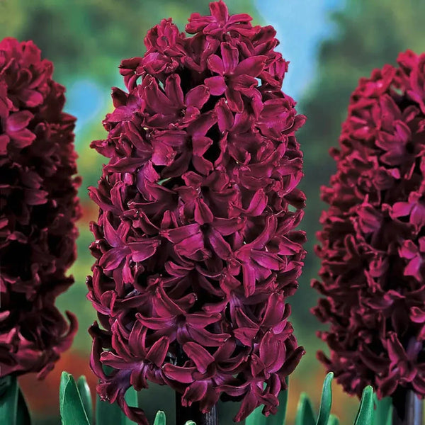 Woodstock Hyacinth