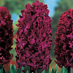 Woodstock Hyacinth