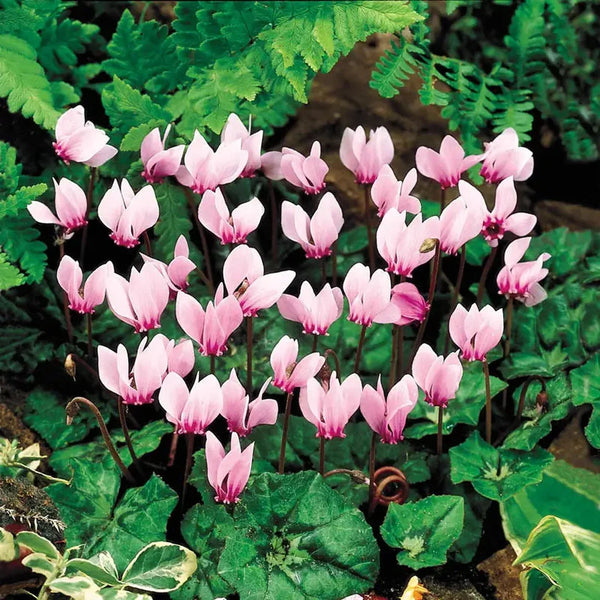 Fall-Blooming Hardy Cyclamen