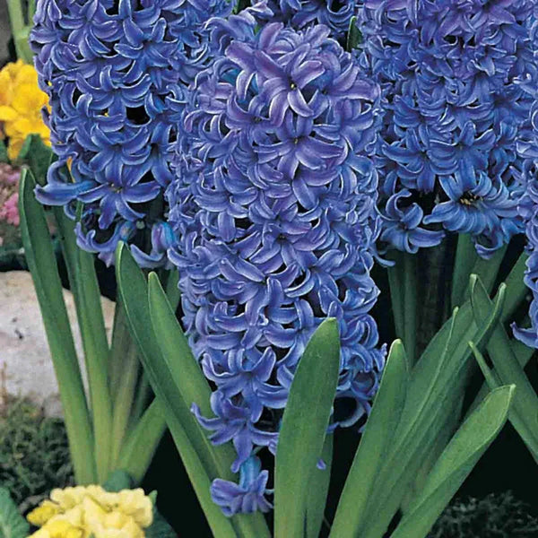 Blue Jacket Fragrant Giant Hyacinth