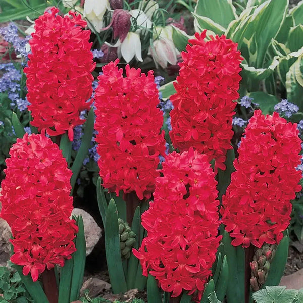 Jan Bos Fragrant Giant Hyacinth
