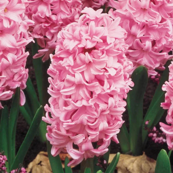Fondant Fragrant Giant Hyacinth