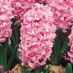 Fondant Giant Fragrant Hyacinth