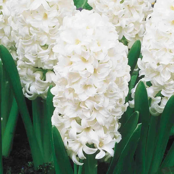 Carnegie Hyacinth