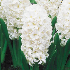 Carnegie Giant Fragrant Hyacinth