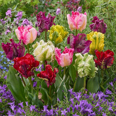 Parrot Tulip Mixture
