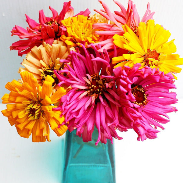 Zinnia, Giant Cactus Flowered Mixed Colors Seeds, 900mg