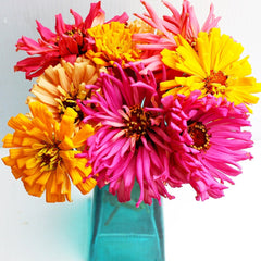 Zinnia, Giant Cactus Flowered Mixed Colors Seeds, 900mg
