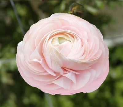 Ranunculus Pink Corms Bulbs Growing Bonsai Roots Rhizomes Tubers Potted Planting Reblooming Fragrant Garden Species Blooms Flower Seeds Plant Gardening