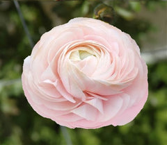 Ranunculus Pink Corms Bulbs Growing Bonsai Roots Rhizomes Tubers Potted Planting Reblooming Fragrant Garden Species Blooms Flower Seeds Plant Gardening