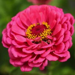 Zinnia, Giant Double Enchantress Seeds, 1g