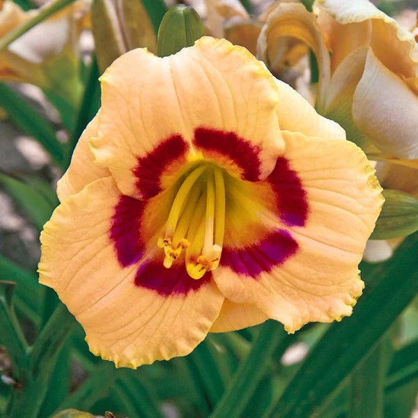 Baby Moon Cafe Reblooming Daylily