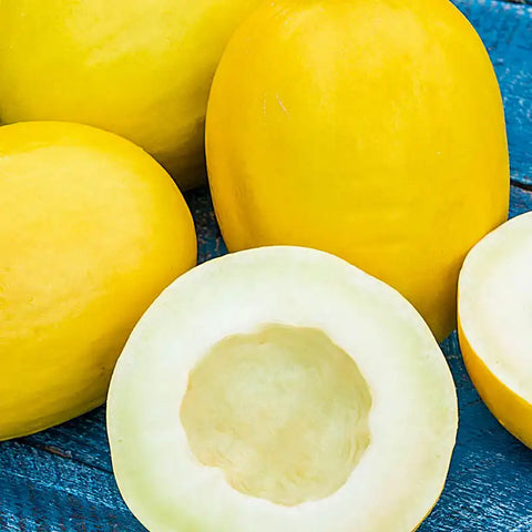 Sweet Reward Improved Hybrid Honeydew 20 Seed