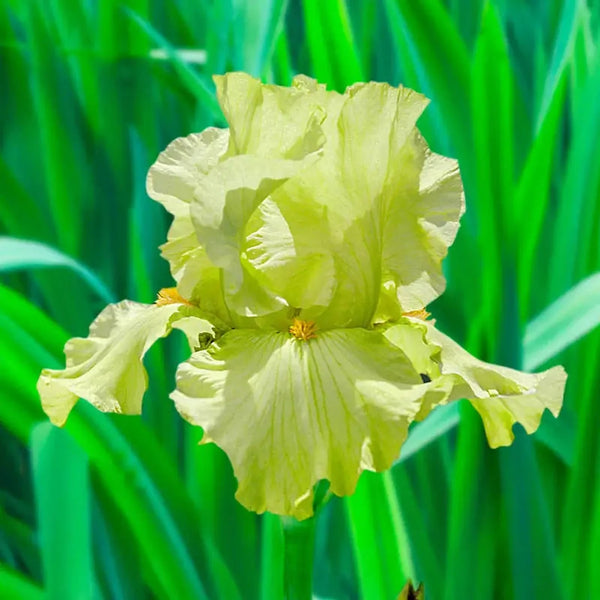 Pride of Ireland Bearded Iris