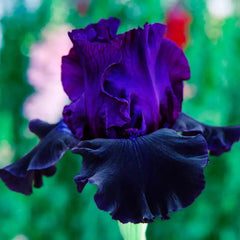 Ozark Rebounder Reblooming Bearded Iris