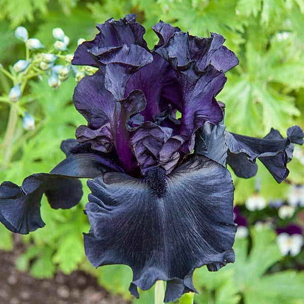 Before the Storm Bearded Iris