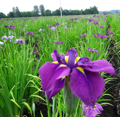 Japanese Iris - Royal Robes