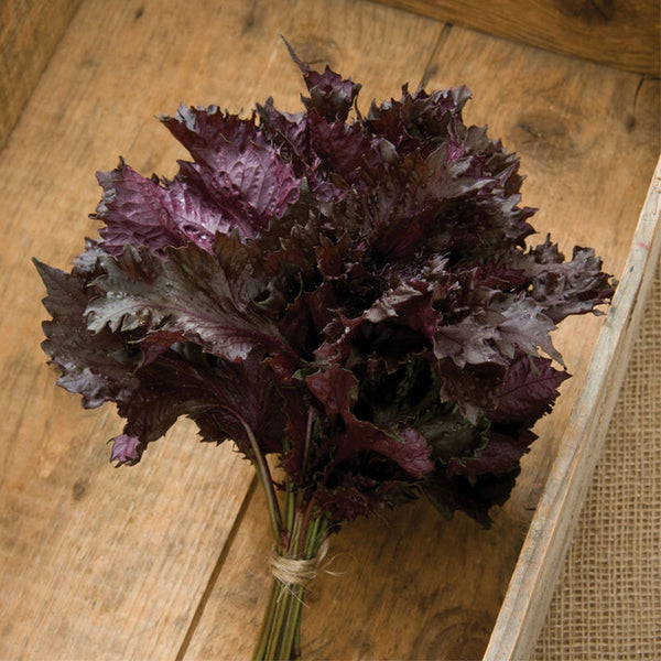 Red Shiso Herb Seed