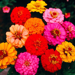 Zinnia, Lilliput Mixed Colors Seeds, 1.1g
