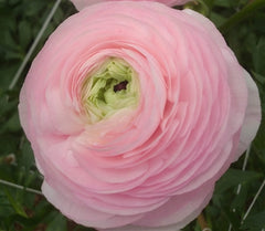 Light color Ranunculus Corms Bulbs Persian Buttercup Growing Bonsai Roots Rhizomes Tubers Potted Planting Reblooming Fragrant Garden Species Blooms Flower Seeds Plant Gardening